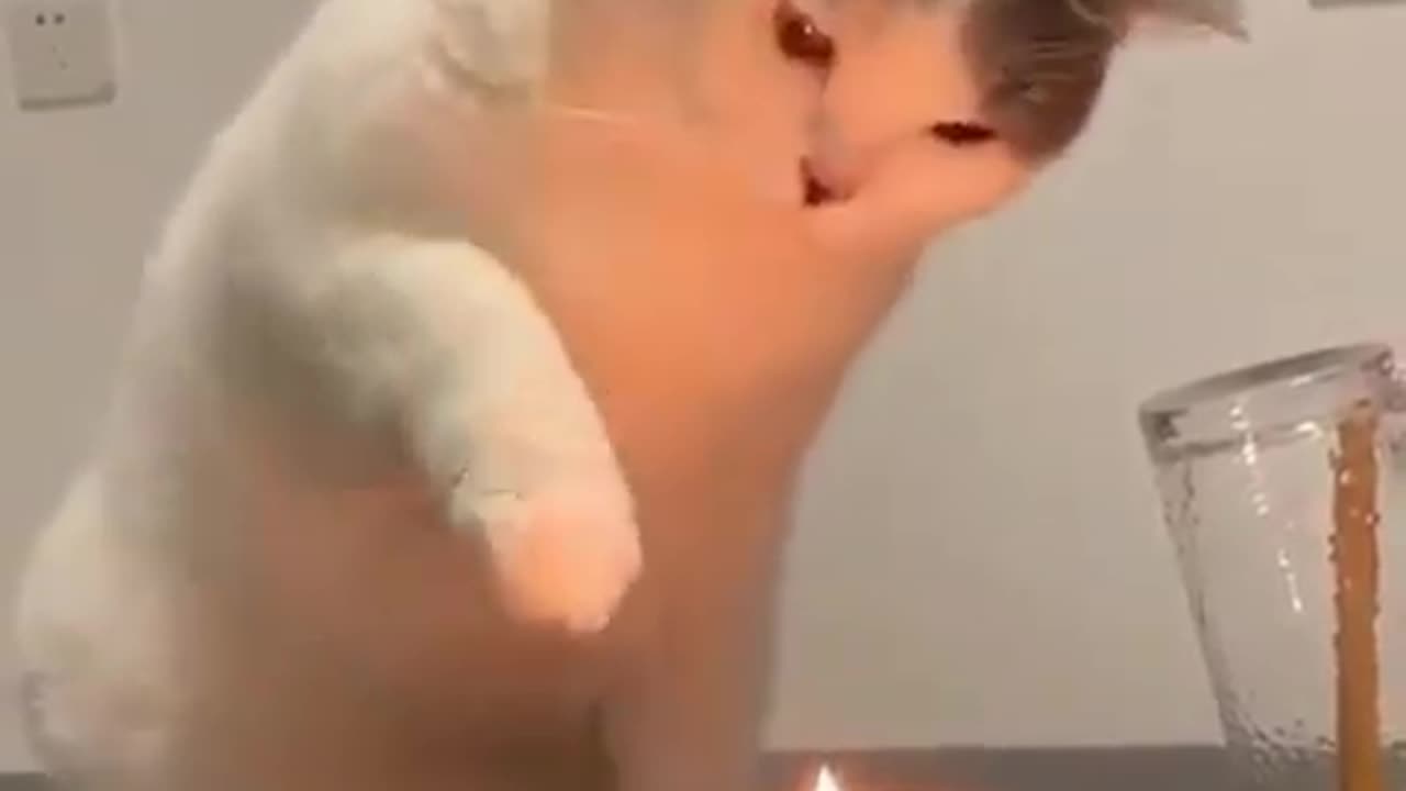 funny animals cat torch