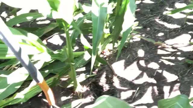 MycoMaxx Corn Season Part 4