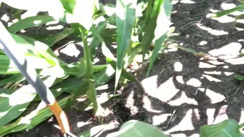 MycoMaxx Corn Season Part 4