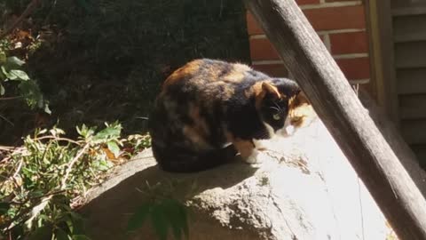 Tabby cat in various poses on a rock