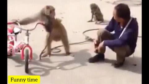 FUNNIEST MONKEY 🐒🐵🤣CUTE AND FUNNY MONKEY VIDEOS😂