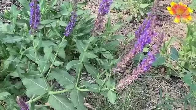 Flirtatious purple flowers under the fragrance of birds and flowers