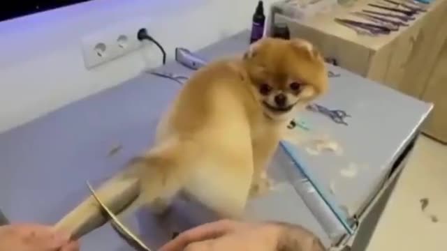 New style dog tail hair cutting | cute dog