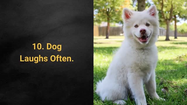 Is Your Dog Happy Or Sad? The Top 10 Signs Your Dog Is Happy With You!