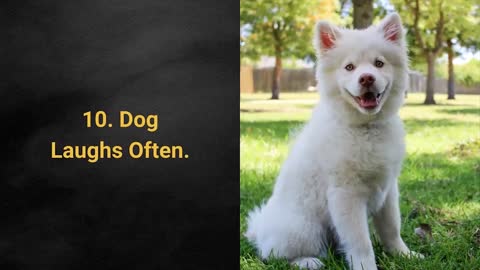 Is Your Dog Happy Or Sad? The Top 10 Signs Your Dog Is Happy With You!