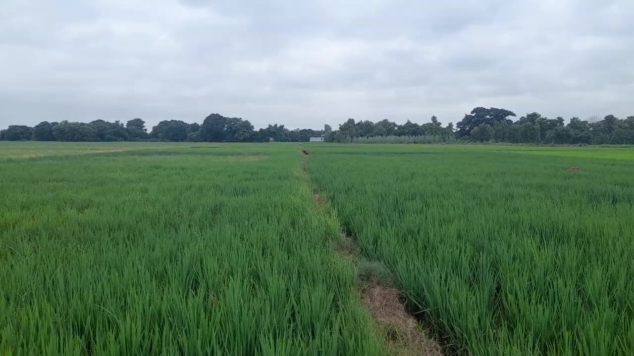 My Rice Farming