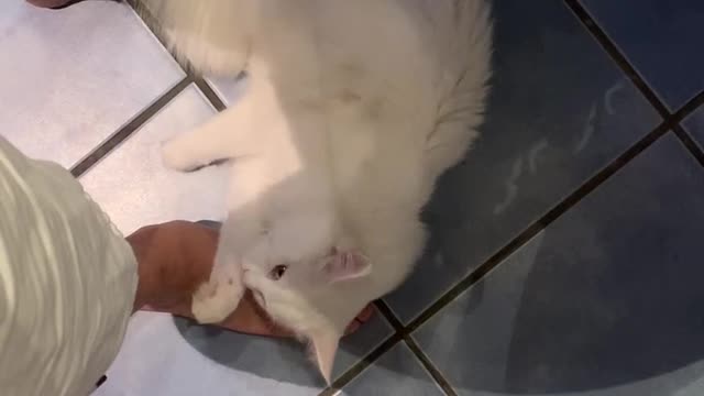 Sir Lancelot of Camalot likes my feet