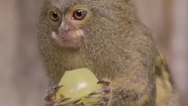 Small velvet monkey Eat grapes