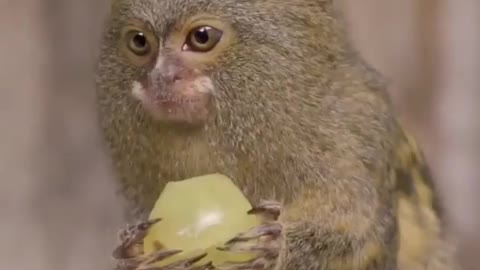 Small velvet monkey Eat grapes