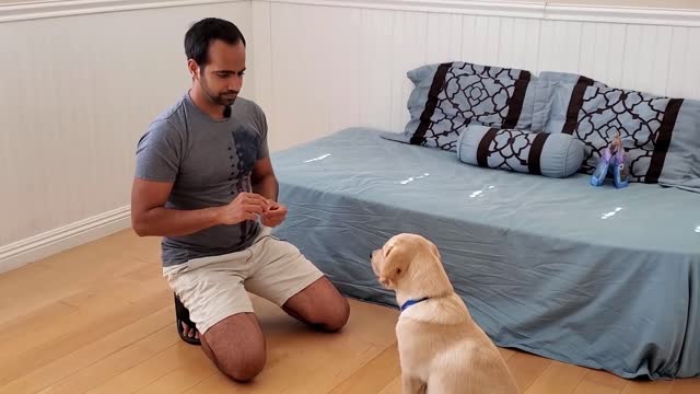 How to train your dog or puppy to sit and say. How i train buddy.(easy dog training at home)