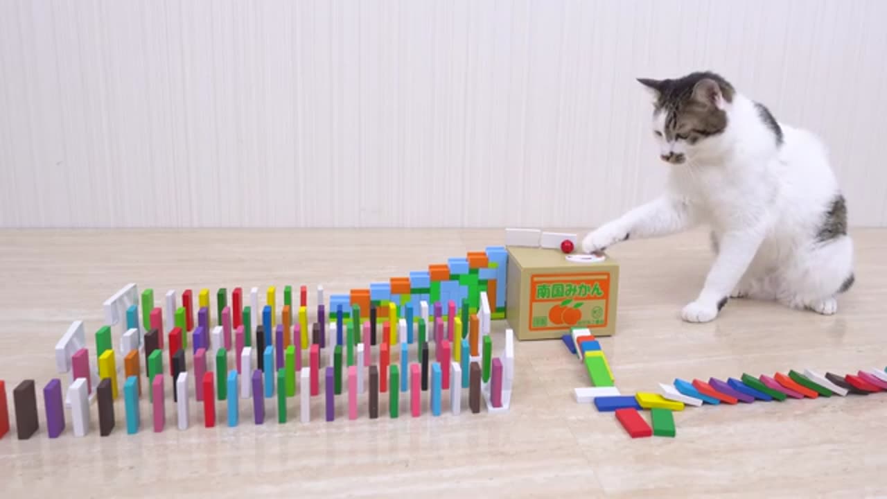 Cats and Domino 2 #kittens #love #viral #cats #animals #cuteanimals #usa #uk #canada