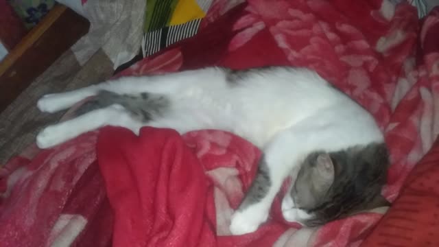 Funny sleepingš¤ kitten different ways