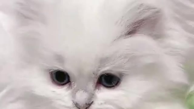 Funny Cute Little Kitten #shorts #trending #cute #cats #cat