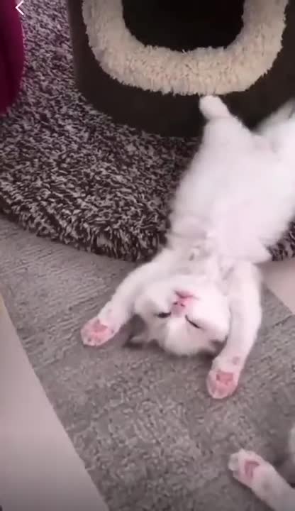 GATOS ENGRAÇADOS E FOFOS / FUNNY/ Funniest Animals #shorts