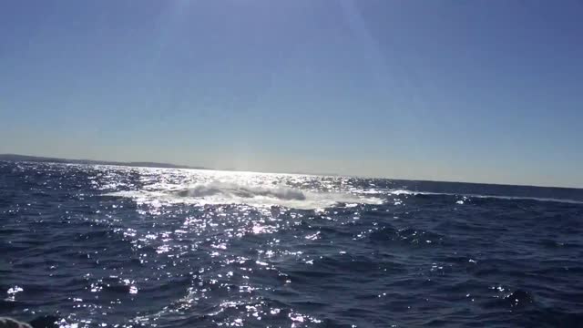Humpback whalee