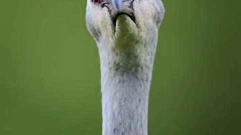Amazing bird 🐦😍