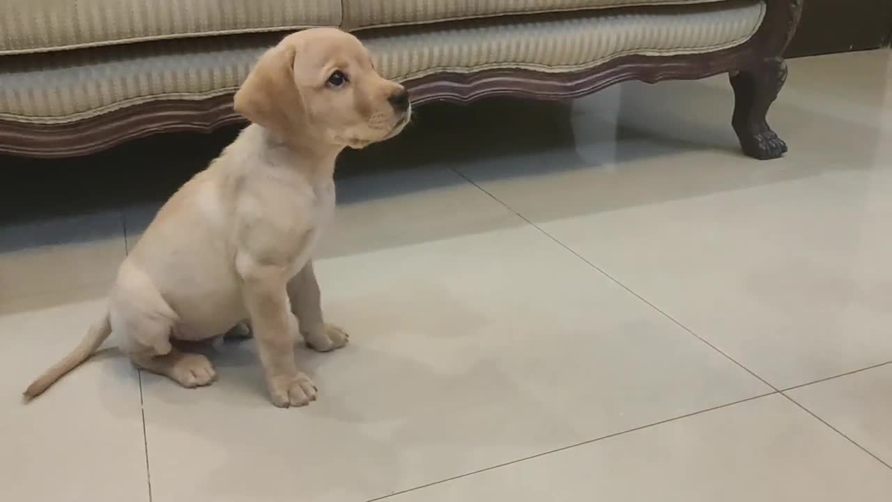 Labrador puppy training