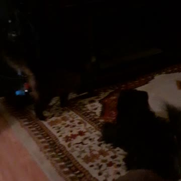 Charly begging to play