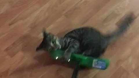 Cat won’t let go of broom