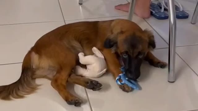 Beautiful dog playing with toys