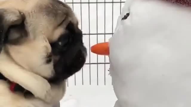 Pug eats the nose of the snowman. Merry christmas!!!!!!