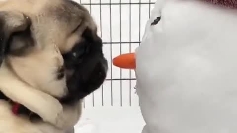 Pug eats the nose of the snowman. Merry christmas!!!!!!