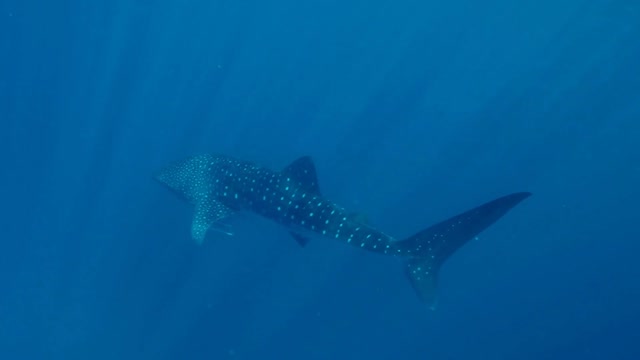 The largest fish in the world, the whale shark!