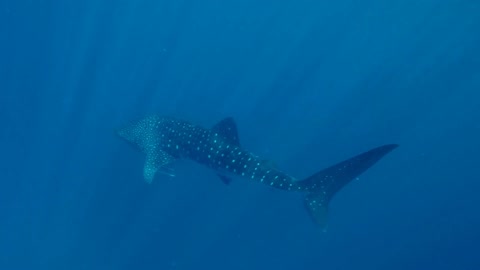 The largest fish in the world, the whale shark!