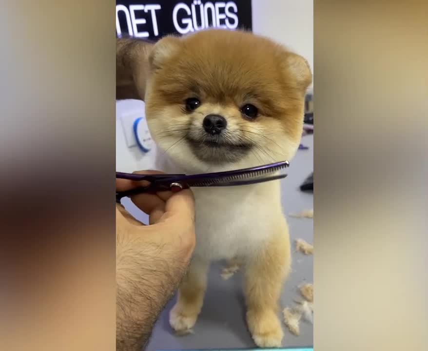 CUTEST PUPPY