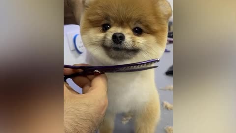 CUTEST PUPPY