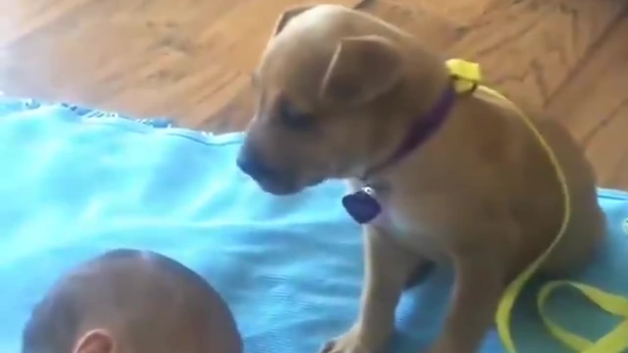 Sleepy GUARD DOG watches baby