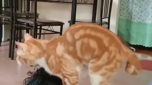 Smart Cat Doing Some Back Massage