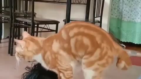 Smart Cat Doing Some Back Massage