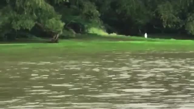 Unknown Green Liquid Draining into River