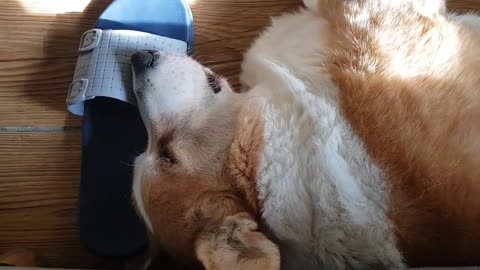 Welsh Corgi sleeping well