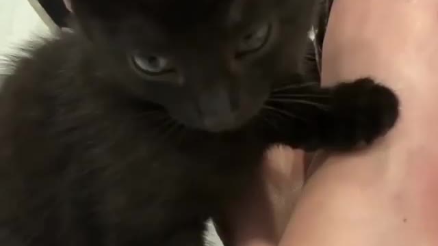 Funny and Cute Cat Videos #320