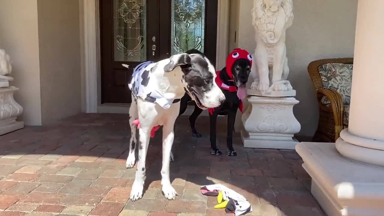 shedding great dane shakes off his hallowen costume