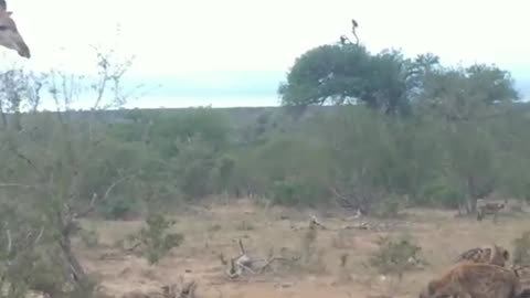 hyenas hunt a baby giraffe