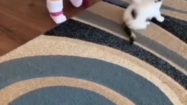 Little Girl Have The Cutest Relationship With Her Cats