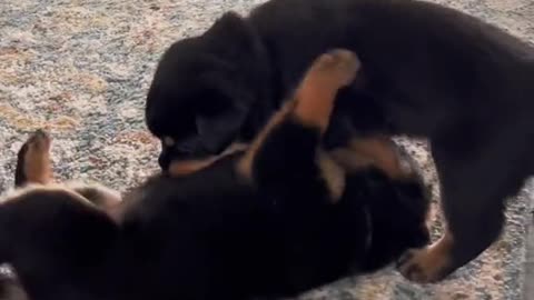 My morning routine raising 8Rottweiler puppies!