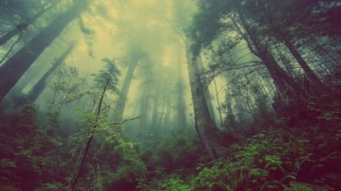 Meditation relaxation music