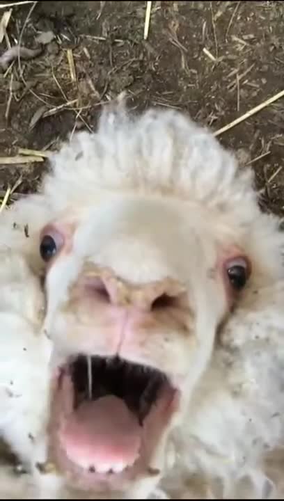 Most Funny and Cute goat