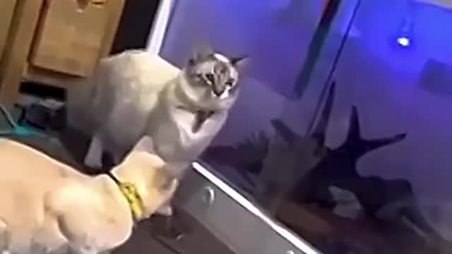 Funniest ๐นCat and dogs Videos In The World Funny Animal Videos ๐ 2022 #shorts