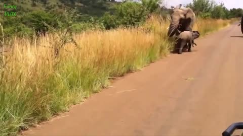 Cute elephants