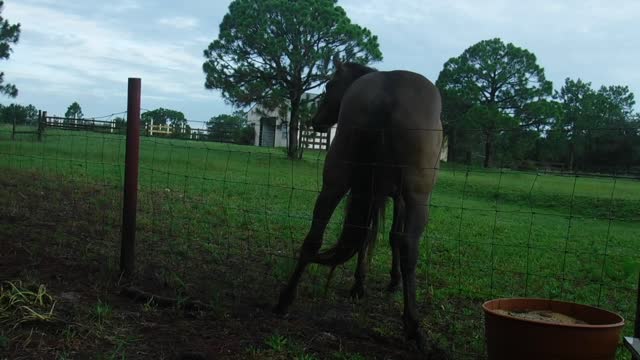 Murdock the Mustang Scratching His Itch