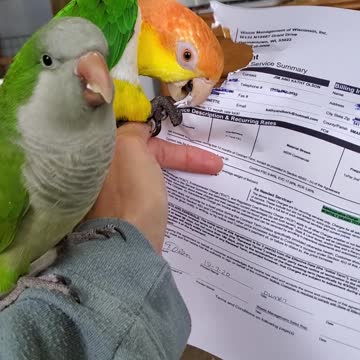 Headline news: Hillary Clinton buys two parrots