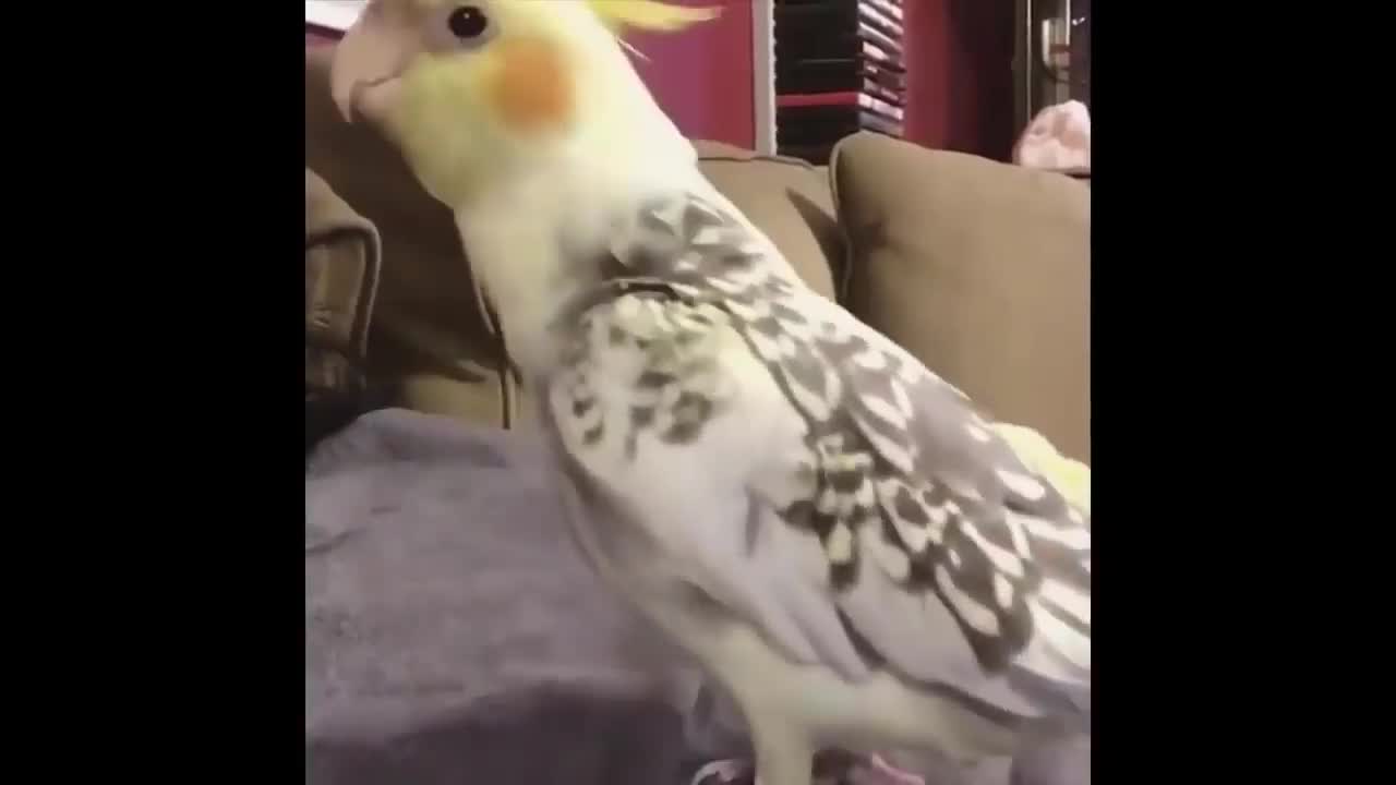 Cute and Funny Parrot Videos.