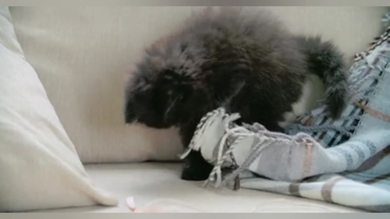 Cat πππΊπΊπΊ,what it trying to do? funny