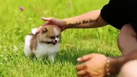 Baby dog cute and funny😍🤗🤩