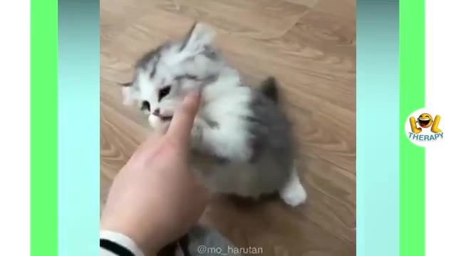 Cute kittens meowing compilation | Funny Kitten Video #21